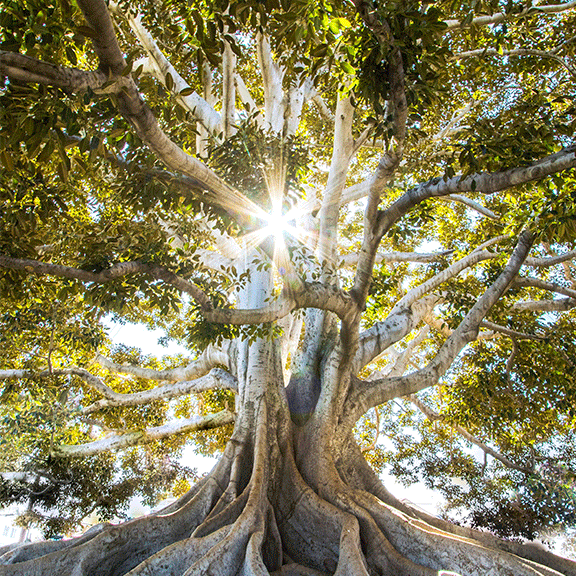 Arbol_con_raices_y_ramas_oscarcanaveras Arbol_con_raices_y_ramas